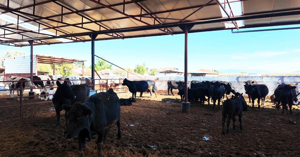 TARIMSAL ÜRETİME YERİNDE İNCELEME