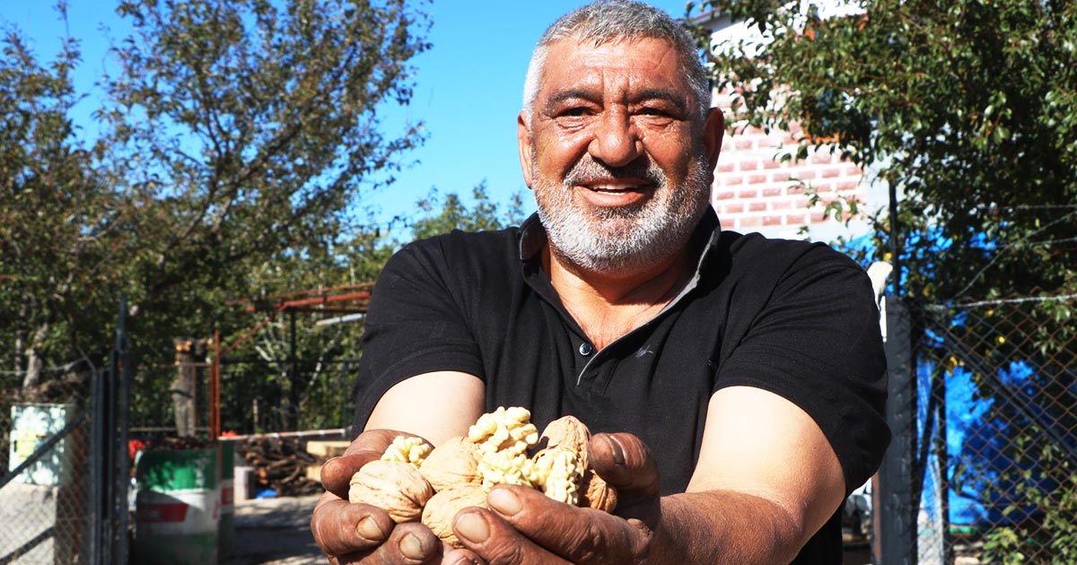 ÇİVRİL'DE CEVİZ HASADI BAŞLADI