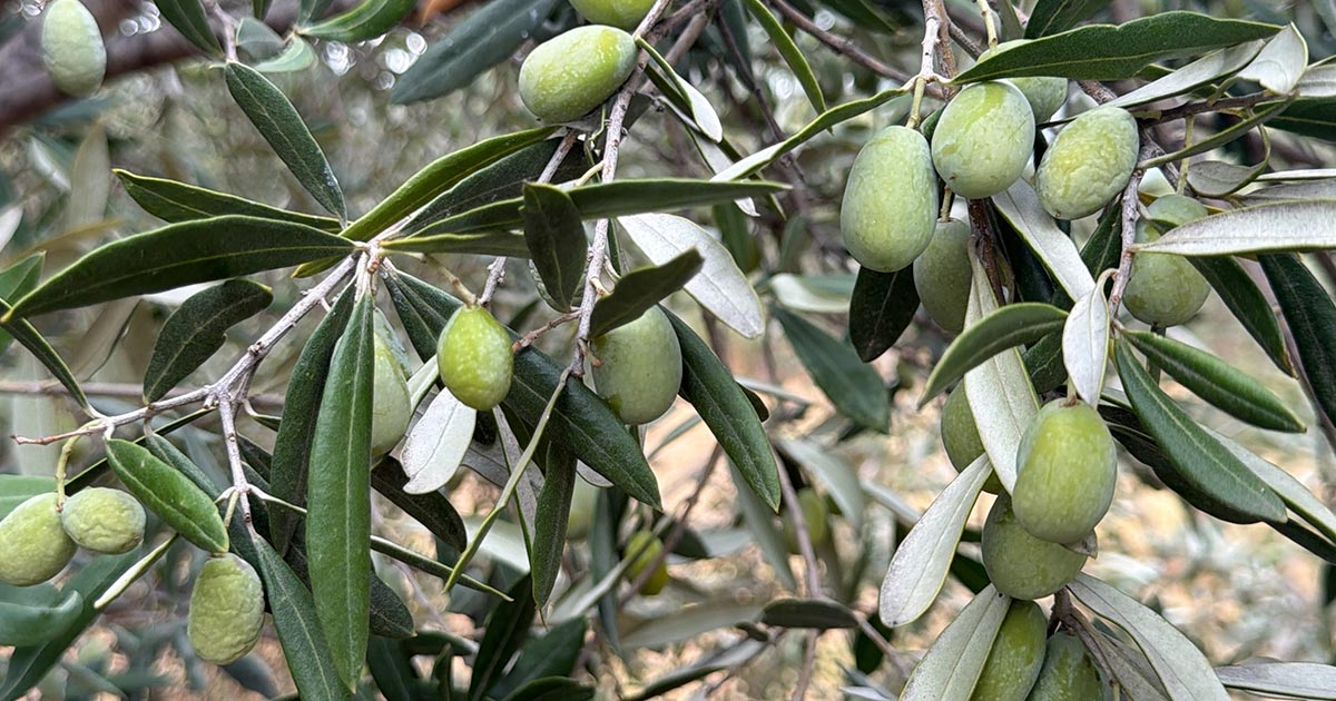 ZEYTİNDE HASAT SANCILI BAŞLADI