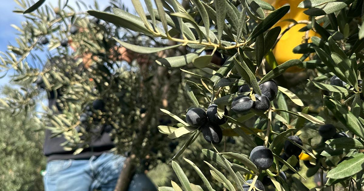ZEYTİNDE HASAT SANCILI BAŞLADI