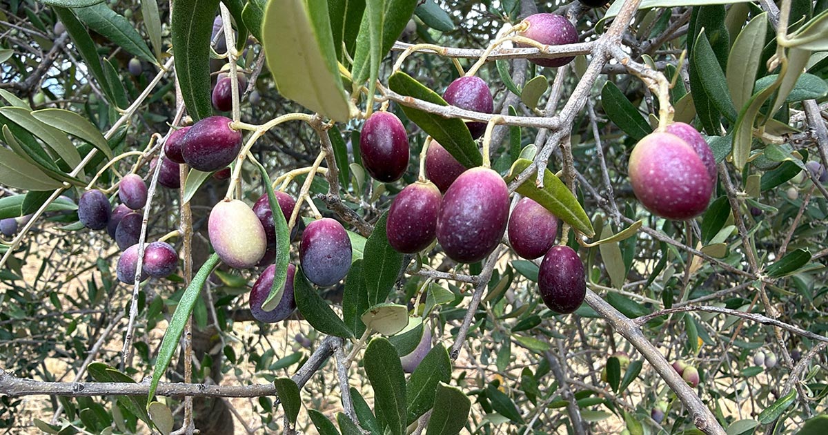 ZEYTİNDE HASAT SANCILI BAŞLADI