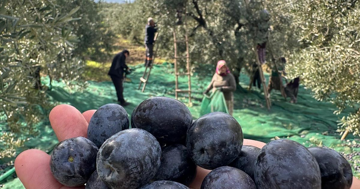 ZEYTİNDE HASAT SANCILI BAŞLADI