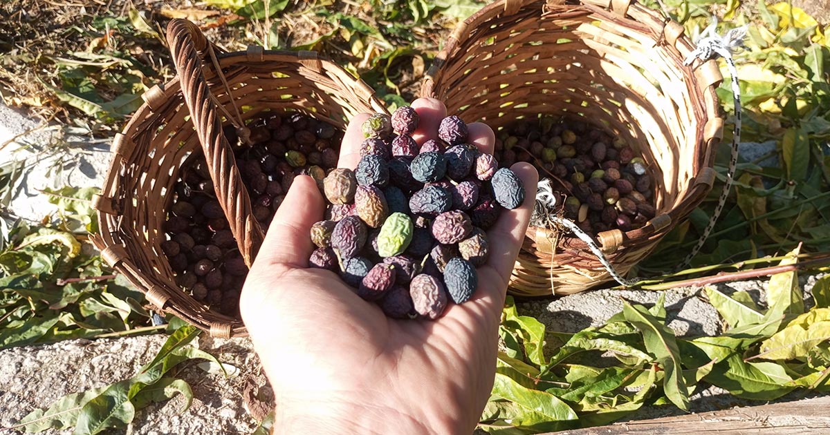 ZEYTİNDE HASAT SANCILI BAŞLADI