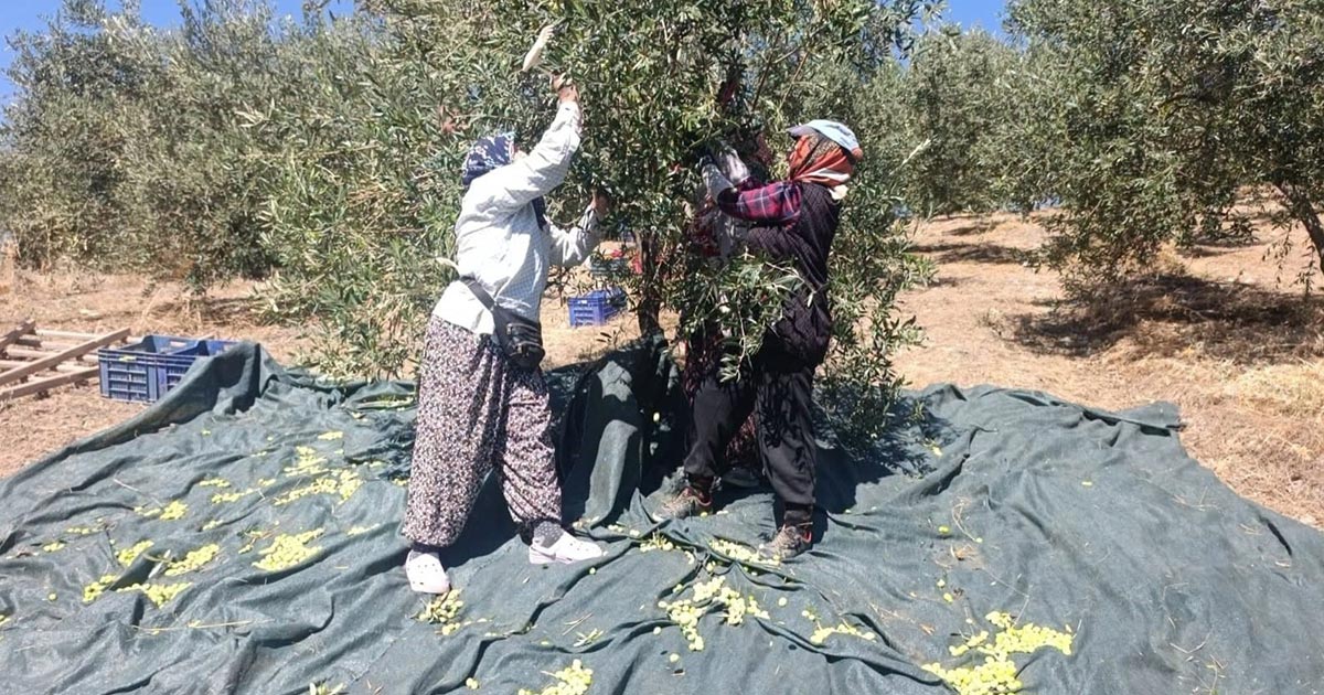 ZEYTİNDE HASAT SANCILI BAŞLADI